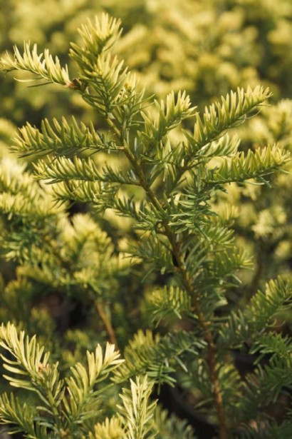 Тис Елегантиссіма з яскраво-жовтою хвоєю.